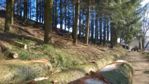 1000 Bouts de Bois à Villefranche-de-Panat
