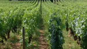Crea’combles à Rully