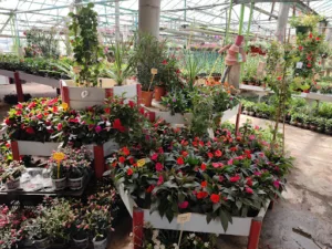 La tuilerie farm – Charpentier Josiane à Mont-sur-Meurthe