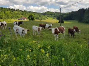 Nicolet Charpente à Septmoncel Les Molunes