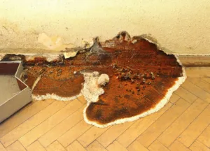 Découvrez les meilleures astuces pour vous débarrasser définitivement de la mérule dans votre maison ! La mérule, également connue sous le nom de "champignon des maisons", peut causer d'importants dégâts et mettre en péril la structure de votre habitation. En […]