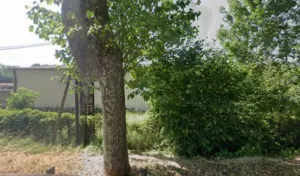 CHENE DE L’ORNE à Saint-Martin-du-Vieux-Bellême