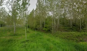MORA charpente à Montpouillan