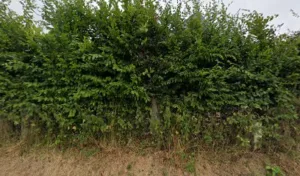 Marais Frédéric à Beuzeville
